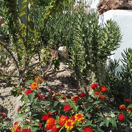 Bouganville Stegna