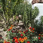 Bouganville Stegna