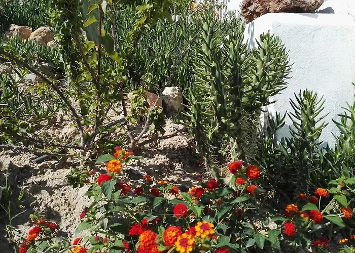 Bouganville Stegna