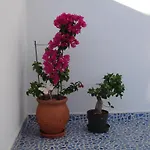 Apartament Bouganville Stegna *